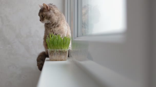 Gato gris sentado en el alféizar de la ventana — Vídeos de Stock