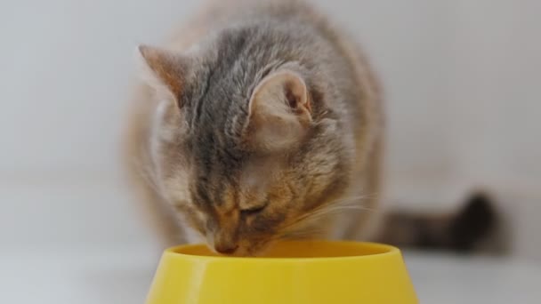 Домашний серый кот ест пищу — стоковое видео