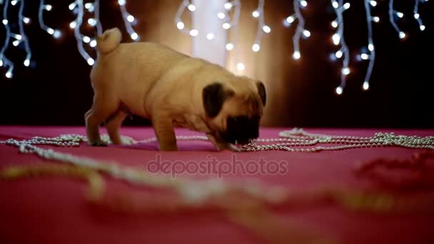 Puppy pug spelen met Kerstmis slingers — Stockvideo