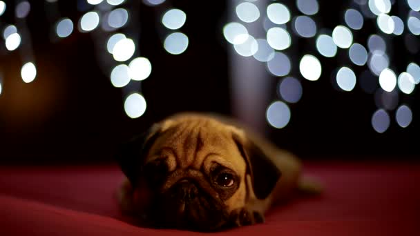 Pug puppy tidur di latar belakang merah dengan lampu natal — Stok Video