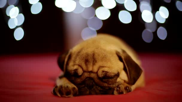 Pug cachorro durmiendo en el fondo rojo con luces de Navidad — Vídeo de stock