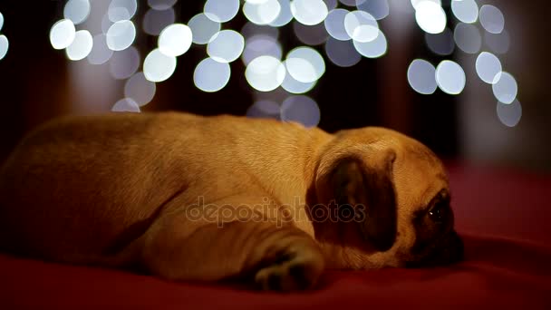 Πατημασιά κουτάβι κοιμάται σε κόκκινο φόντο με Χριστουγεννιάτικα φώτα — Αρχείο Βίντεο