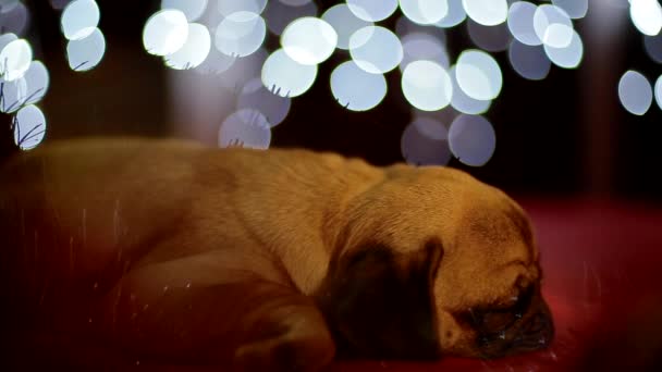 Pug puppy sleeping on the red background with christmas lights — Stock Video