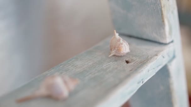 Cáscaras de mar en un estante de madera — Vídeo de stock