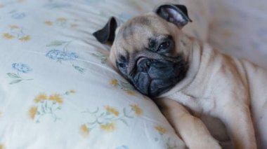 Sevimli köpek yatakta uyuyan pug