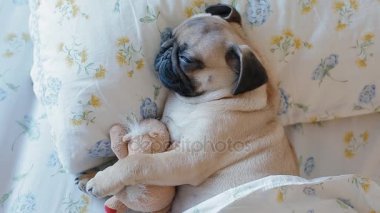 Sevimli köpek yatakta uyuyan pug