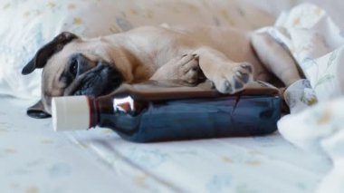 Köpek pug bir şişe alkol
