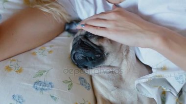Beyaz kadın evde beslenen hayvan köpek pug