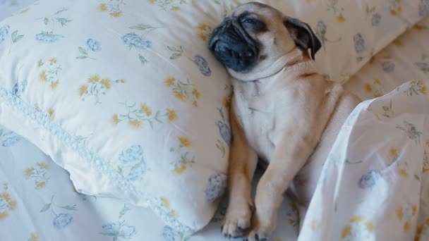 Милый щенок мопс, спящий в постели — стоковое видео