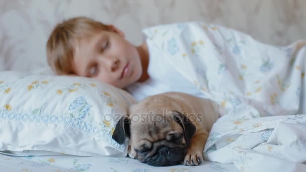 Λευκό αγόρι στον ύπνο στο κρεβάτι με το κουτάβι pug — Αρχείο Βίντεο