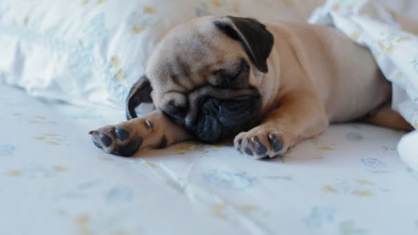 Bonito cachorro o pug dormindo na cama — Vídeo de Stock