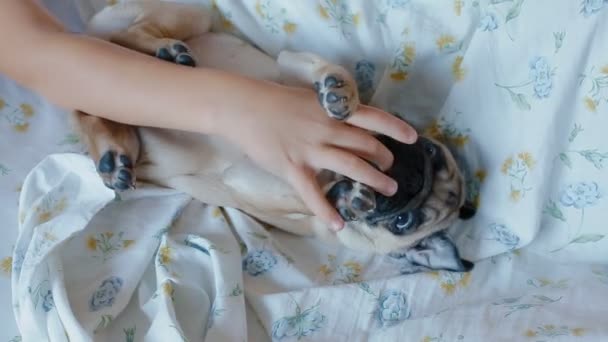 白人の少年がベッドの子犬のパグと遊ぶ — ストック動画