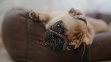 Uykulu köpek yavrusu belgili tanımlık pug