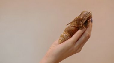 Bir ahatina salyangoz kadının ellerinde