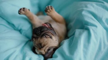 Köpek yavrusu mavi battaniye üzerinde belgili tanımlık pug