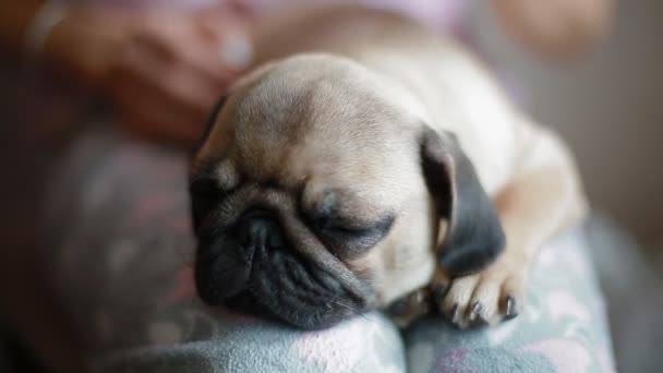 Schattige puppy pug slapen op de knieën dames — Stockvideo