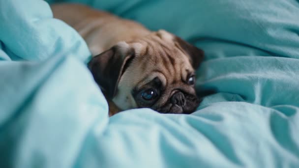 Cachorro el pug en la manta azul — Vídeos de Stock