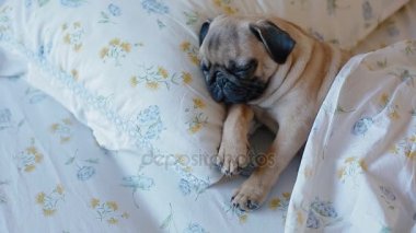 Sevimli köpek yatakta uyuyan pug
