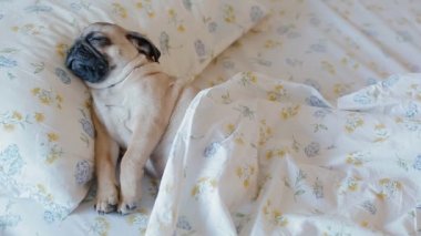 Sevimli köpek yatakta uyuyan pug