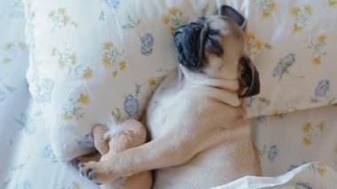 Sevimli köpek yatakta uyuyan pug