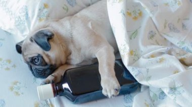 Köpek pug bir şişe alkol