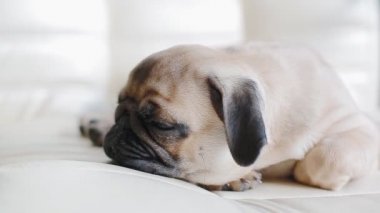 Uykulu köpek yavrusu belgili tanımlık pug