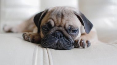 Uykulu köpek yavrusu belgili tanımlık pug
