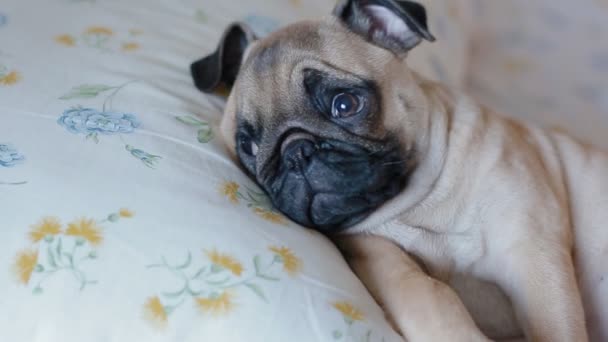 Roztomilé štěně mops, spí v posteli — Stock video