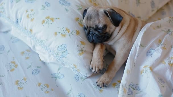 Lindo cachorro el pug durmiendo en la cama — Vídeos de Stock