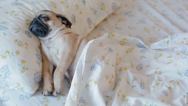 Милый щенок мопс, спящий в постели — стоковое видео