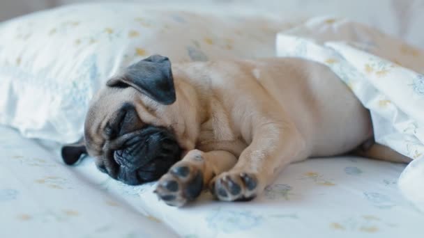 Lindo cachorro el pug durmiendo en la cama — Vídeos de Stock