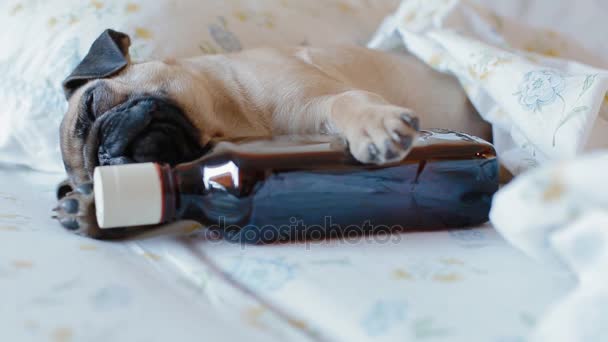アルコールのボトルと子犬のパグ — ストック動画