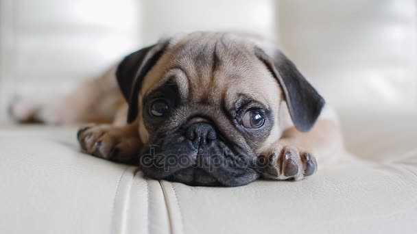 sleepy pup de mopshond — stockvideo © 0ceanaria #178708304