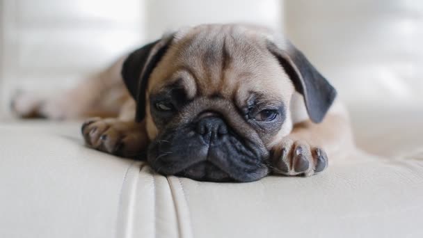 Filhote de cachorro sonolento o cachorro — Vídeo de Stock