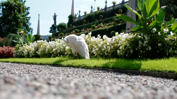 Pavone bianco pulisce piumaggio — Video Stock