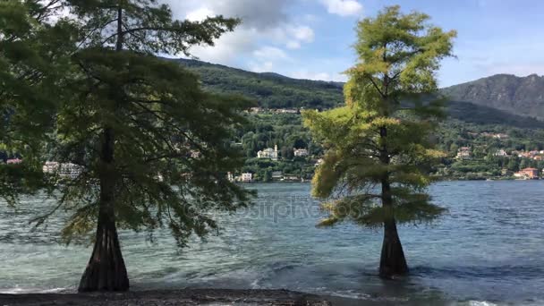 Trees growing up in the water — Stock Video