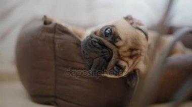 Uykulu köpek yavrusu belgili tanımlık pug