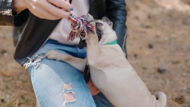 White woman playing with puppy pug outdoors — Stock Video