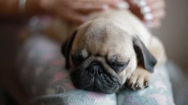 Kadının çök uyuyan sevimli köpek pug