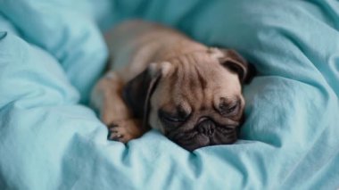 Köpek yavrusu mavi battaniye üzerinde belgili tanımlık pug
