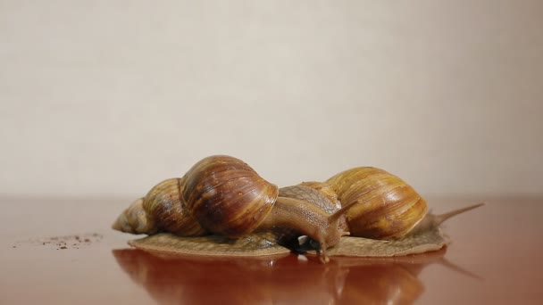 Dwa ślimaki ahatina — Wideo stockowe