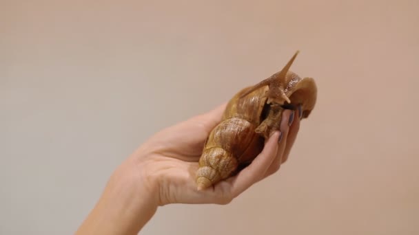 Un escargot ahatina sur les mains des femmes — Video