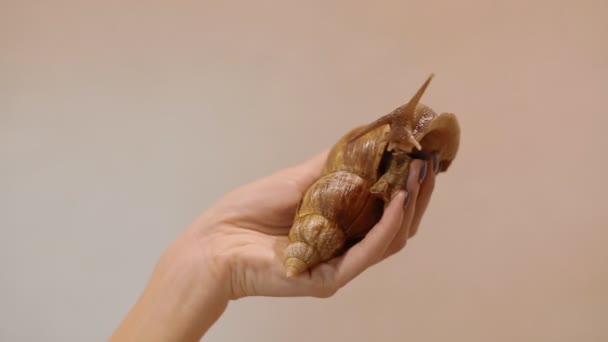 Un caracol ahatina en las manos de las mujeres — Vídeo de stock