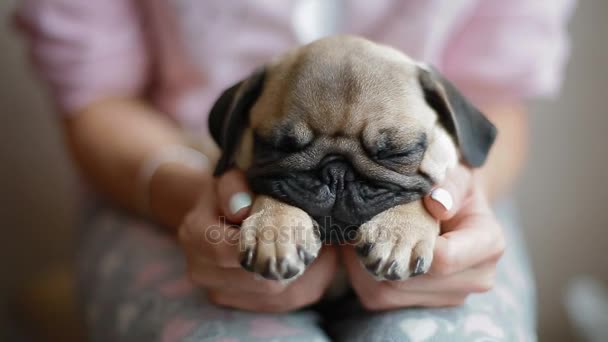 Schattige puppy pug slapen op de knieën dames — Stockvideo