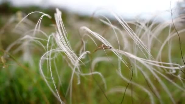 Vista de hierba de plumas . — Vídeo de stock