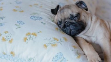 Sevimli köpek yatakta uyuyan pug