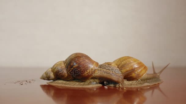 Two ahatina snails — Stock Video