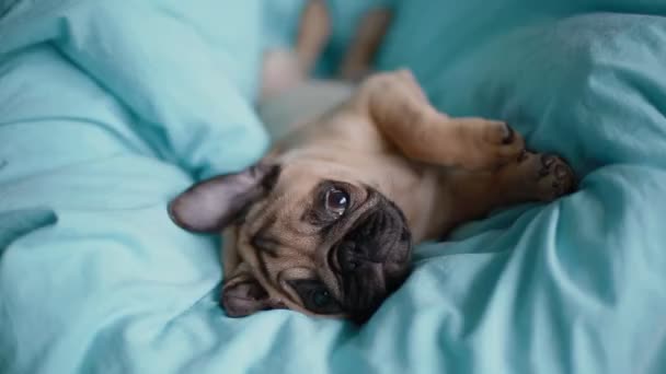 Pup de mopshond op de blauwe deken — Stockvideo