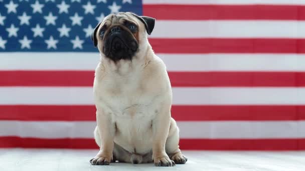 Der junge Mops mit amerikanischer Flagge — Stockvideo