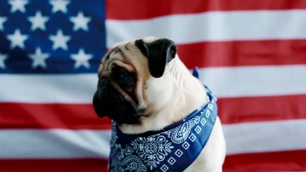 Η νεαρή pug με αμερικανική σημαία — Αρχείο Βίντεο